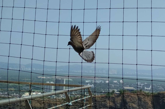 Bird Net Installation Services